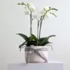Orchid Bowl White