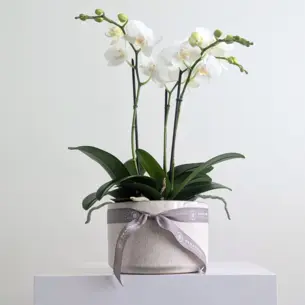 Orchid Bowl White