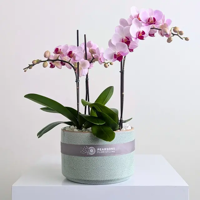 Orchid Bowl Pink