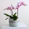 Orchid Bowl Pink