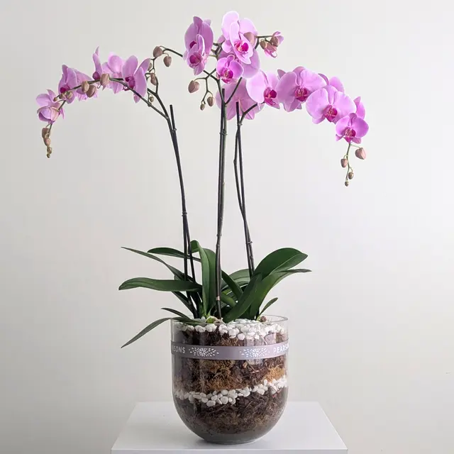 Luxe Pink Orchid Bowl