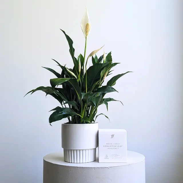 Tranquility Plant Hamper