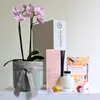 Orchid & Fragrance Diffuser Pink Hamper