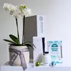Orchid & Fragrance Diffuser White Hamper