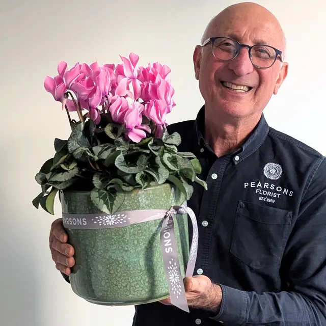 Large Cyclamen Plant