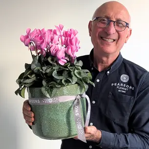 Large Cyclamen Plant