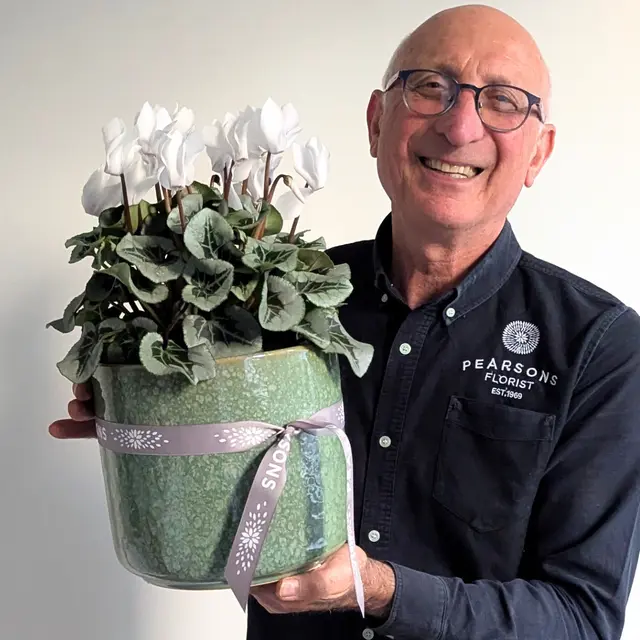 Large Cyclamen Plant