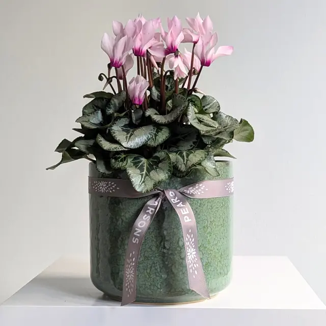 Large Cyclamen Plant