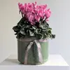 Large Cyclamen Plant