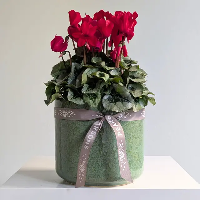 Large Cyclamen Plant