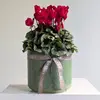 Large Cyclamen Plant