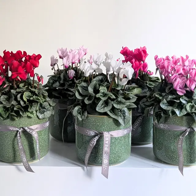 Large Cyclamen Plant