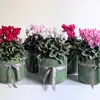 Large Cyclamen Plant