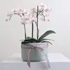 Orchid Bowl Pink