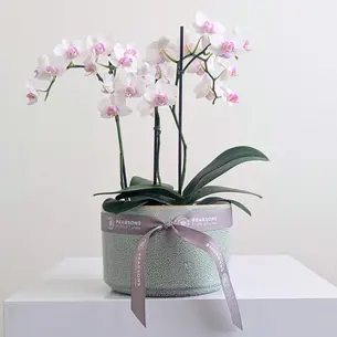 Orchid Bowl Pink