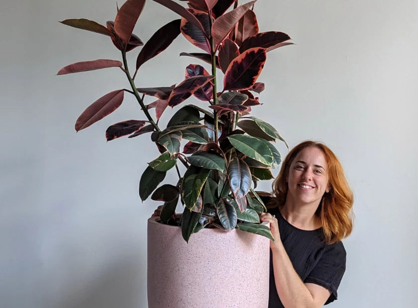 Rubber Plant Care Tips