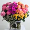 Ultimate Splash of Colour