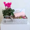 Pretty Plant & Sweet Fragrance Hamper