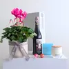 Pretty Plant + Red Wine