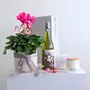 Pretty Plant + White Wine