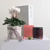 Pearsons Plant & Candle Hamper