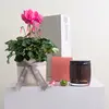 Pearsons Plant & Candle Hamper