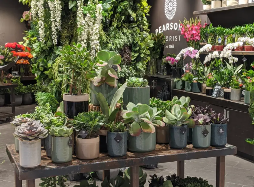 Why Indoor Plants Make the Best Gifts in Melbourne