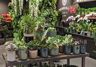 Why Indoor Plants Make the Best Gifts in Melbourne