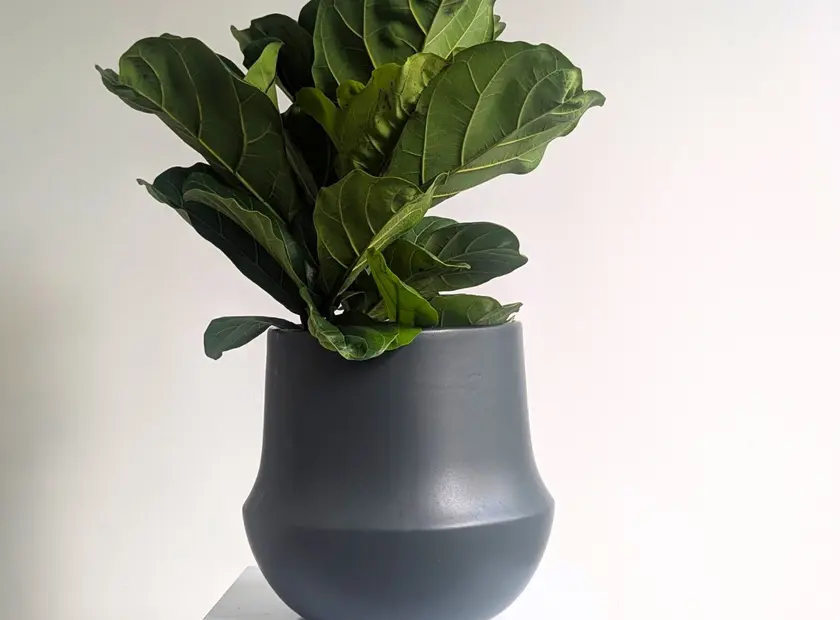 Ficus Lyrata