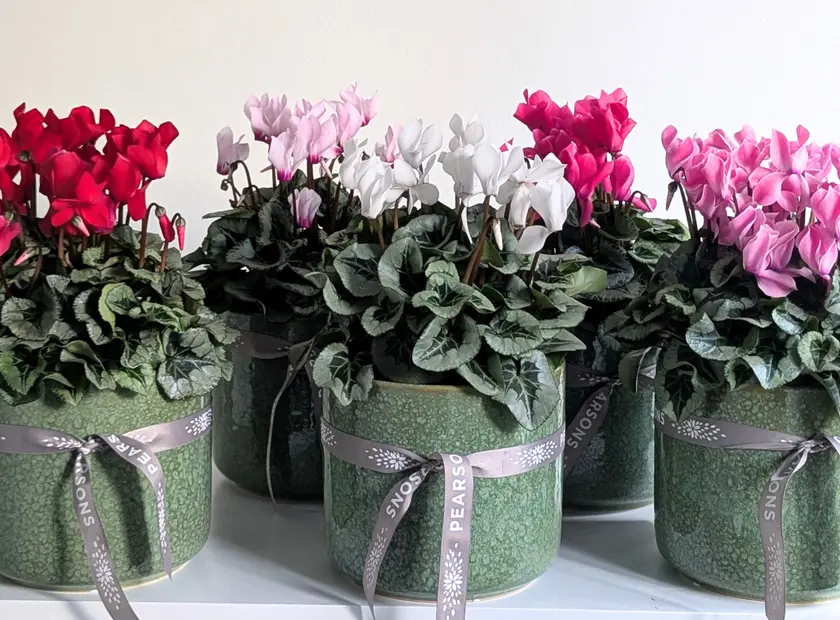 Cyclamen
