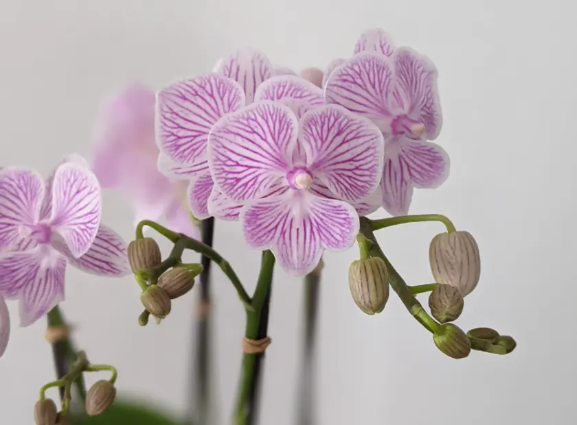 How to Care for Your Orchid So It Blooms Again