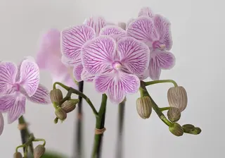How to Care for Your Orchid So It Blooms Again