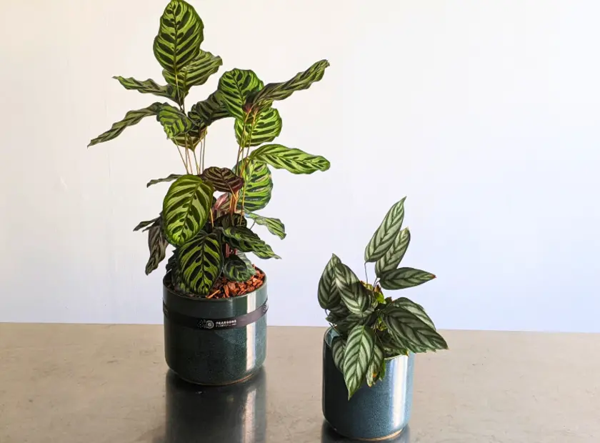 Calathea Plant Care Guide