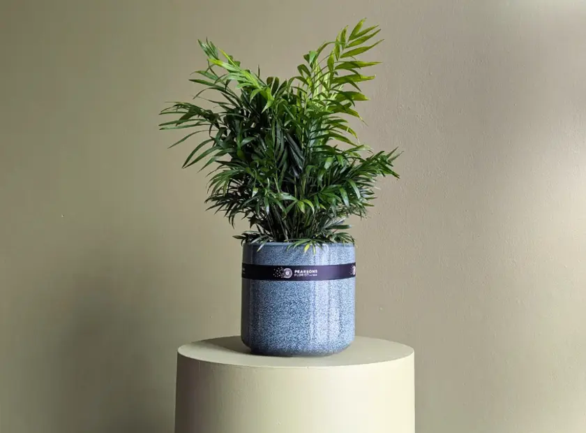 Palm Plant Care