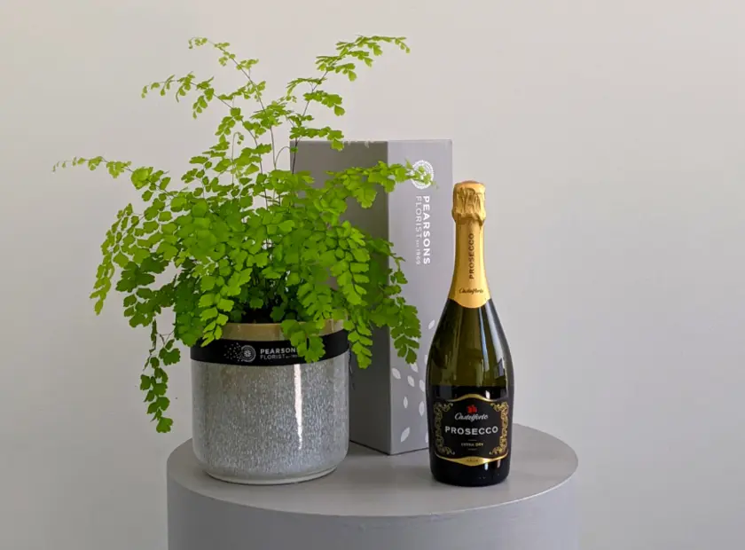 Maidenhair Fern Care