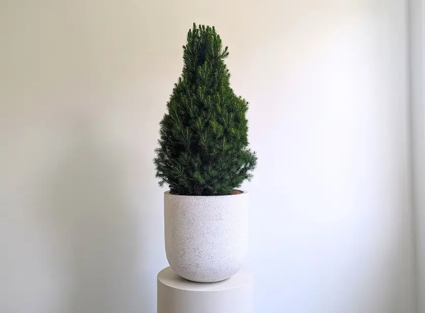 Living Christmas Tree Care