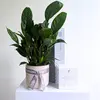 Tranquility Plant Hamper