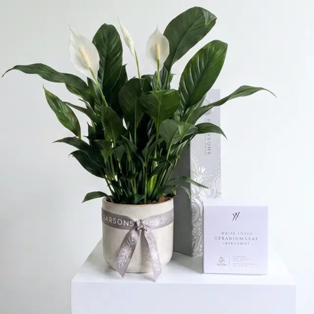 Tranquility Plant Hamper
