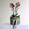 Orchid Bowl Gold