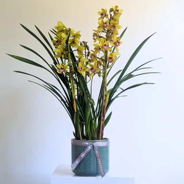 Cymbidium Orchid Plant
