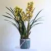 Cymbidium Orchid Plant
