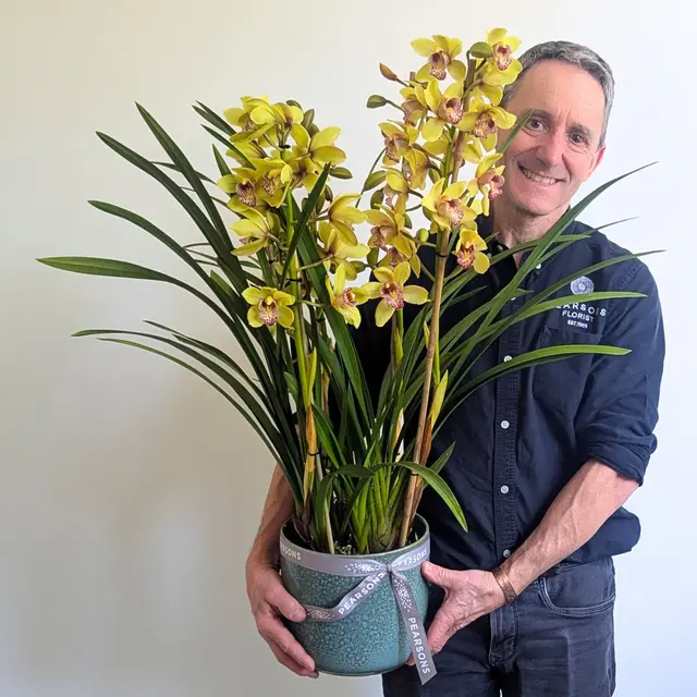 Cymbidium Orchid Plant