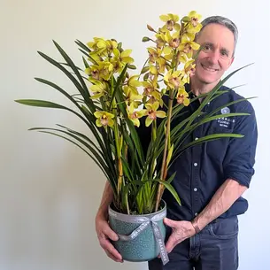 Cymbidium Orchid Plant