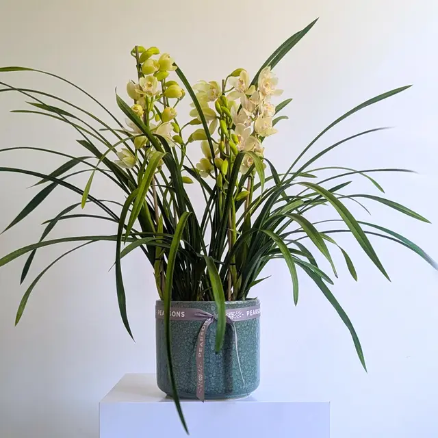 Cymbidium Orchid Plant