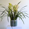 Cymbidium Orchid Plant