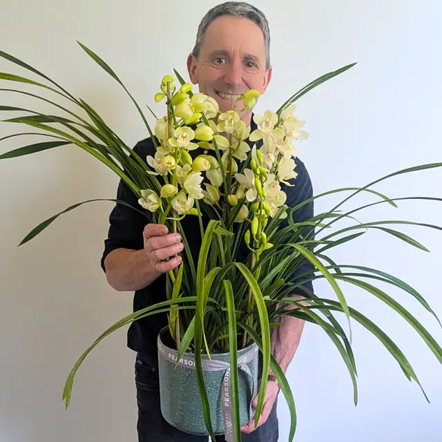 Cymbidium Orchid Plant