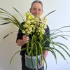 Cymbidium Orchid Plant