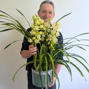 Cymbidium Orchid Plant