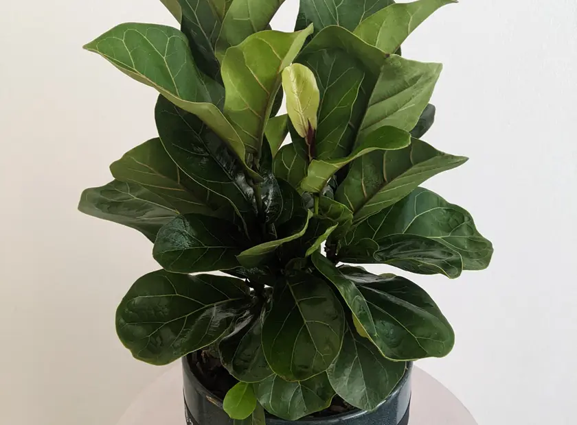 Fiddle Leaf Fig