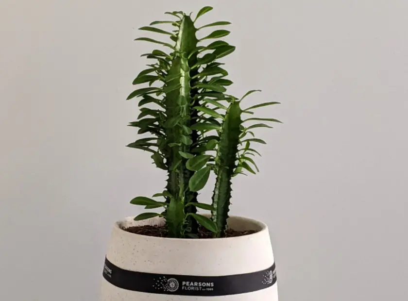 Euphorbia Trigona